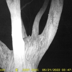 Trichosurus vulpecula (Common Brushtail Possum) at Wodonga - 20 May 2022 by ChrisAllen