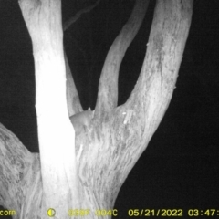 Unidentified Possum (TBC) at Baranduda, VIC - 20 May 2022 by ChrisAllen