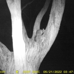 Trichosurus vulpecula at Baranduda, VIC - 21 May 2022 05:00 AM