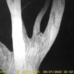 Pseudocheirus peregrinus (Common Ringtail Possum) at Monitoring Site 119 - Road - 21 May 2022 by ChrisAllen