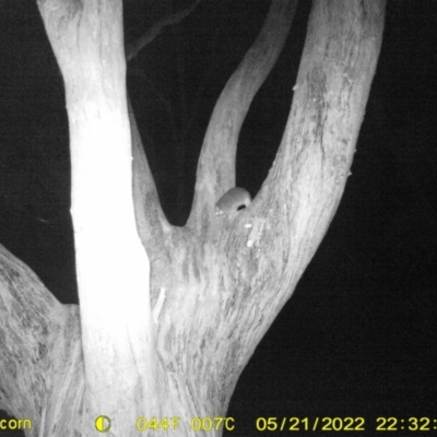 Pseudocheirus peregrinus (Common Ringtail Possum) at Baranduda, VIC - 21 May 2022 by ChrisAllen