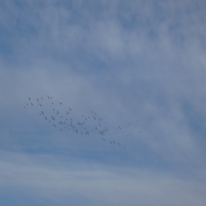 Columba livia at McKellar, ACT - 2 Aug 2022