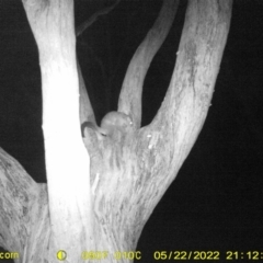 Trichosurus vulpecula (Common Brushtail Possum) at Monitoring Site 119 - Road - 22 May 2022 by ChrisAllen