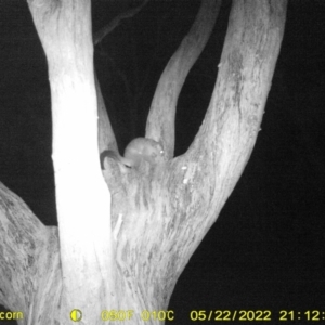 Trichosurus vulpecula at Baranduda, VIC - 22 May 2022 09:13 PM