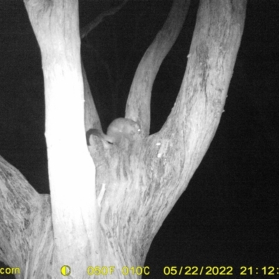 Trichosurus vulpecula (Common Brushtail Possum) at Wodonga - 22 May 2022 by ChrisAllen