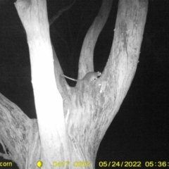 Pseudocheirus peregrinus (Common Ringtail Possum) at Monitoring Site 119 - Road - 23 May 2022 by ChrisAllen