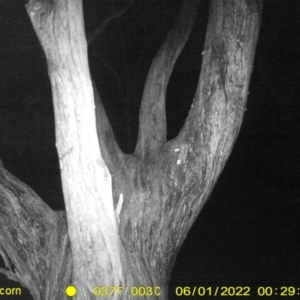 Petaurus sp. at Baranduda, VIC - 1 Jun 2022 12:29 AM