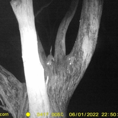 Pseudocheirus peregrinus (Common Ringtail Possum) at Monitoring Site 119 - Road - 1 Jun 2022 by ChrisAllen