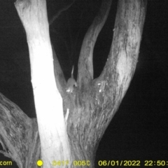 Unidentified Possum (TBC) at Baranduda, VIC - 1 Jun 2022 by ChrisAllen