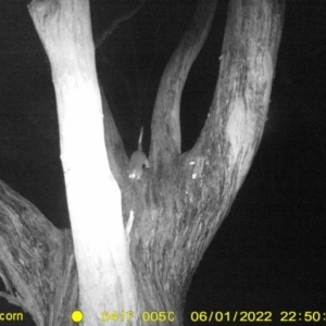 Pseudocheirus peregrinus at Baranduda, VIC - 1 Jun 2022