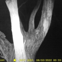 Petaurus norfolcensis (Squirrel Glider) at Monitoring Site 119 - Road - 1 Jun 2022 by ChrisAllen