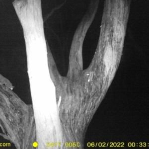 Petaurus norfolcensis at Baranduda, VIC - 2 Jun 2022 12:33 AM