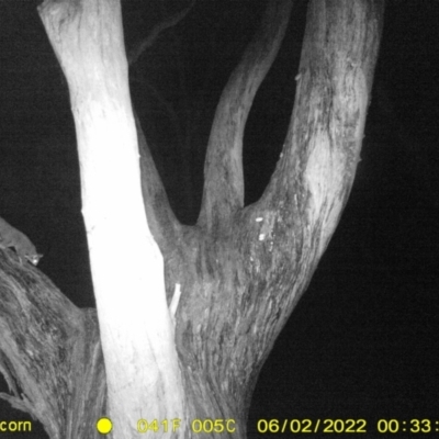 Petaurus norfolcensis (Squirrel Glider) at Baranduda, VIC - 1 Jun 2022 by ChrisAllen