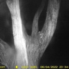 Acrobates pygmaeus (Feathertail Glider) at Monitoring Site 119 - Road - 4 Jun 2022 by ChrisAllen