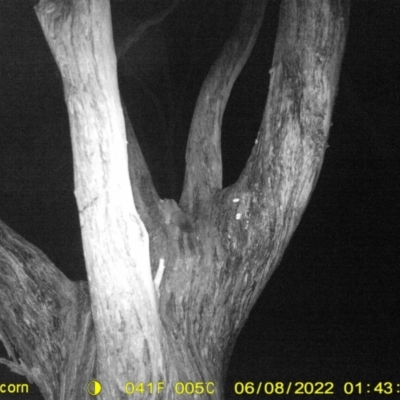 Petaurus norfolcensis (Squirrel Glider) at Monitoring Site 119 - Road - 7 Jun 2022 by ChrisAllen
