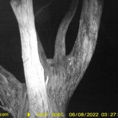 Petaurus norfolcensis (Squirrel Glider) at Monitoring Site 119 - Road - 8 Jun 2022 by ChrisAllen