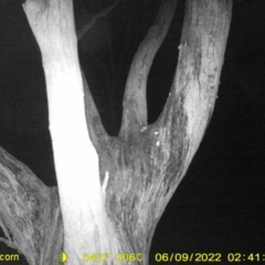 Acrobates pygmaeus (Feathertail Glider) at Baranduda, VIC - 9 Jun 2022 by ChrisAllen