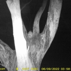 Trichosurus vulpecula (Common Brushtail Possum) at Baranduda, VIC - 9 Jun 2022 by ChrisAllen