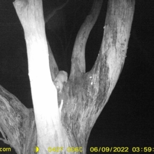 Trichosurus vulpecula at Baranduda, VIC - 9 Jun 2022