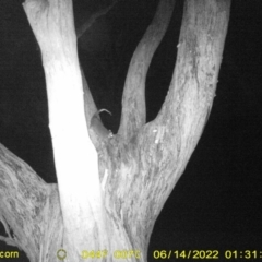 Pseudocheirus peregrinus (Common Ringtail Possum) at Wodonga - 13 Jun 2022 by ChrisAllen