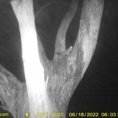 Petaurus norfolcensis (Squirrel Glider) at Monitoring Site 119 - Road - 17 Jun 2022 by ChrisAllen