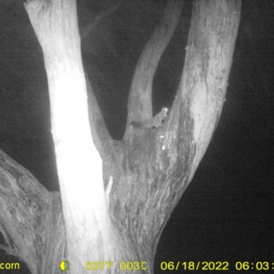 Petaurus norfolcensis (Squirrel Glider) at Baranduda, VIC - 18 Jun 2022 by ChrisAllen