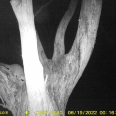 Trichosurus vulpecula (Common Brushtail Possum) at Monitoring Site 119 - Road - 18 Jun 2022 by ChrisAllen