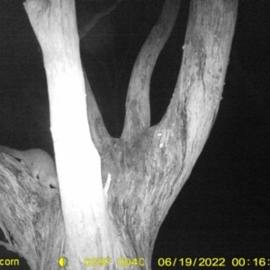 Trichosurus vulpecula at Baranduda, VIC - 19 Jun 2022 12:22 AM