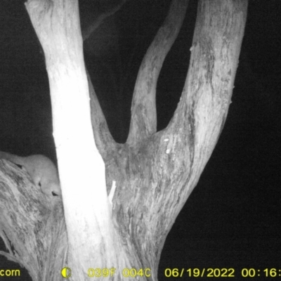 Trichosurus vulpecula (Common Brushtail Possum) at Monitoring Site 119 - Road - 18 Jun 2022 by ChrisAllen