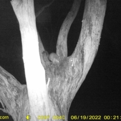 Trichosurus vulpecula at Baranduda, VIC - 19 Jun 2022 12:22 AM