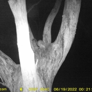 Trichosurus vulpecula at Baranduda, VIC - 19 Jun 2022 12:22 AM