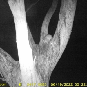 Trichosurus vulpecula at Baranduda, VIC - 19 Jun 2022