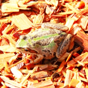 Litoria verreauxii verreauxii at Throsby, ACT - 5 Aug 2022