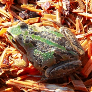 Litoria verreauxii verreauxii at Throsby, ACT - 5 Aug 2022