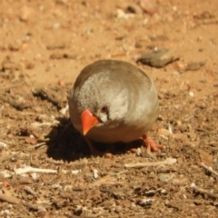 Taeniopygia guttata (Zebra Finch) at Olive Pink Botanic Gardens - 29 Jul 2022 by SimoneC