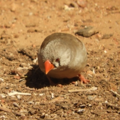 Taeniopygia guttata (Zebra Finch) at Olive Pink Botanic Gardens - 29 Jul 2022 by SimoneC