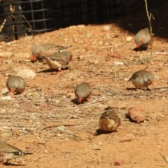 Taeniopygia guttata at Alice Springs, NT - 29 Jul 2022 11:25 AM