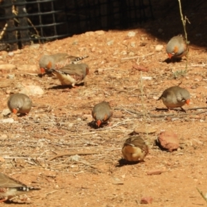 Taeniopygia guttata at Alice Springs, NT - 29 Jul 2022