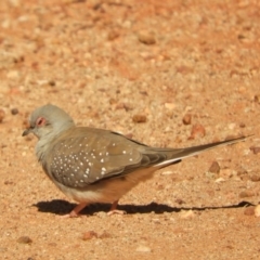 Geopelia cuneata (Diamond Dove) at Alice Springs, NT - 29 Jul 2022 by SimoneC