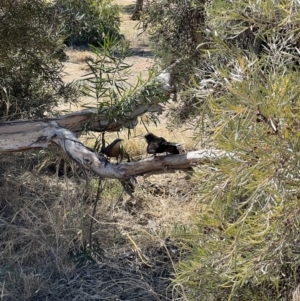 Pomoatostomus temporalis rubeculus at Desert Springs, NT - 28 Jul 2022