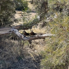 Pomoatostomus temporalis rubeculus at Desert Springs, NT - 28 Jul 2022