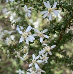 Olearia microphylla (Olearia) at Bruce Ridge - 5 Aug 2022 by SteveBorkowskis