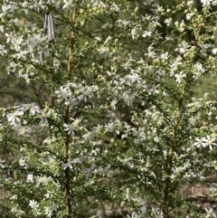 Olearia microphylla at Bruce, ACT - 5 Aug 2022