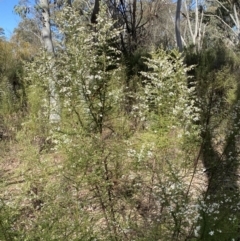 Olearia microphylla at Bruce, ACT - 5 Aug 2022 12:24 PM