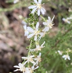 Olearia microphylla at Bruce, ACT - 5 Aug 2022