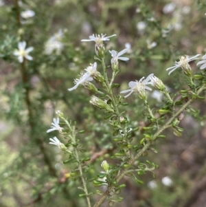 Olearia microphylla at Bruce, ACT - 5 Aug 2022 12:24 PM