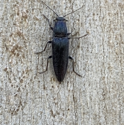 Crepidomenus fulgidus (Click beetle) at Bruce Ridge to Gossan Hill - 5 Aug 2022 by Steve_Bok