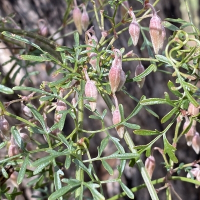 Clematis leptophylla (Small-leaf Clematis, Old Man's Beard) at Bruce, ACT - 5 Aug 2022 by SteveBorkowskis