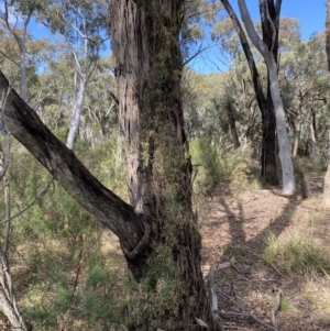 Clematis leptophylla at Bruce, ACT - 5 Aug 2022