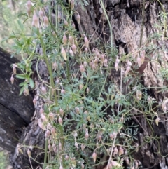 Clematis leptophylla at Bruce, ACT - 5 Aug 2022 12:29 PM